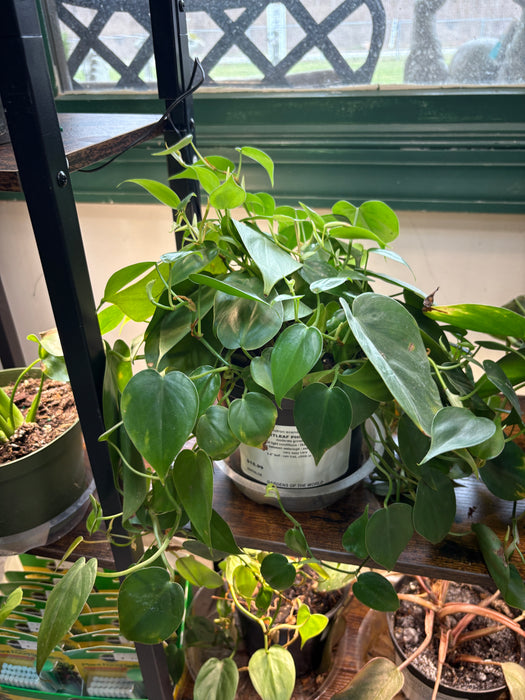 Heartleaf Philodendron