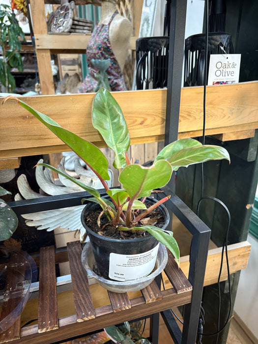 Prince of Orange Philodendron