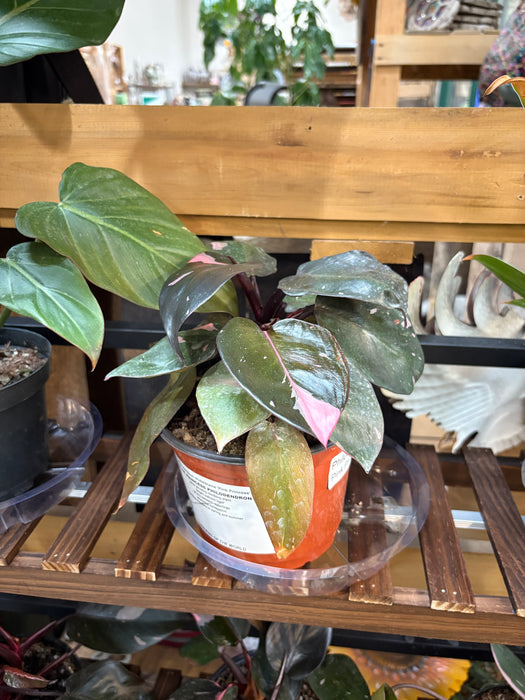 Pink Princess Philodendron