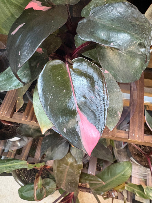 Pink Princess Philodendron