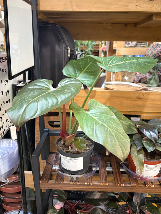 Summer Glory Philodendron