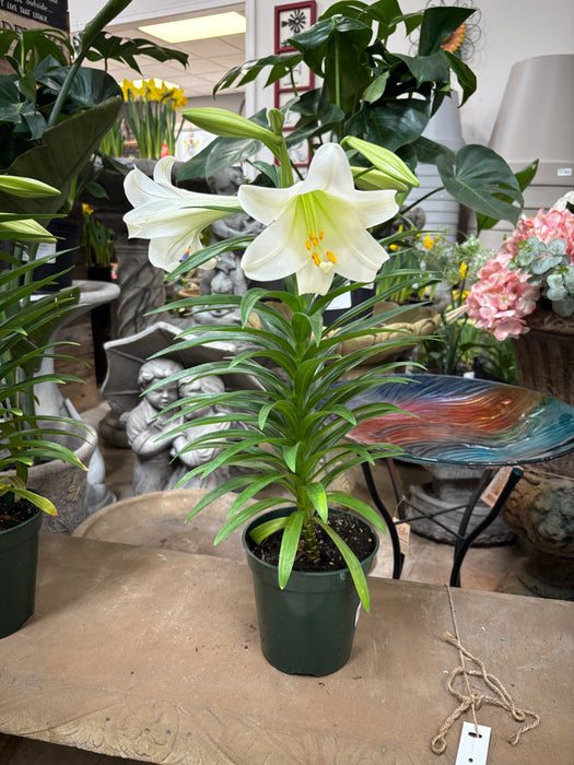 Easter Lily