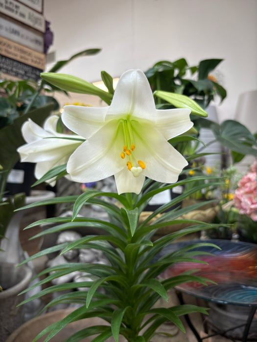 Easter Lily