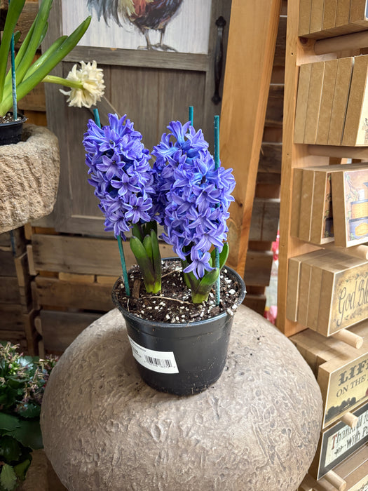 Easter Hyacinth