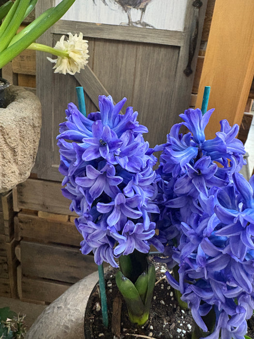 Easter Hyacinth