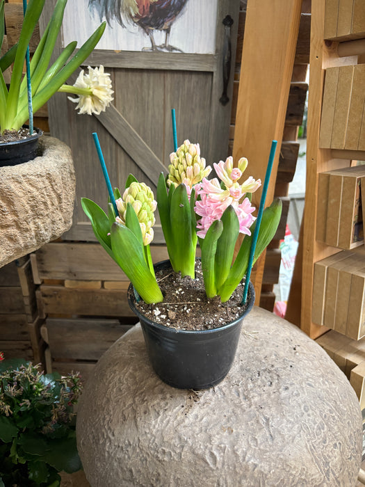 Easter Hyacinth