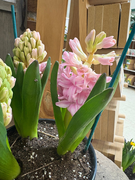 Easter Hyacinth