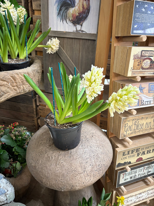 Easter Hyacinth