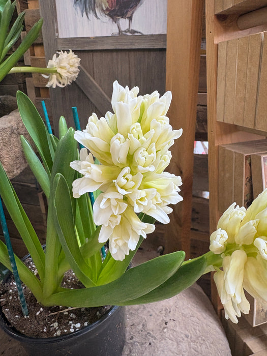 Easter Hyacinth