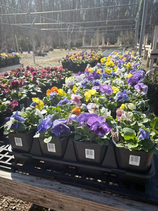 Pansies