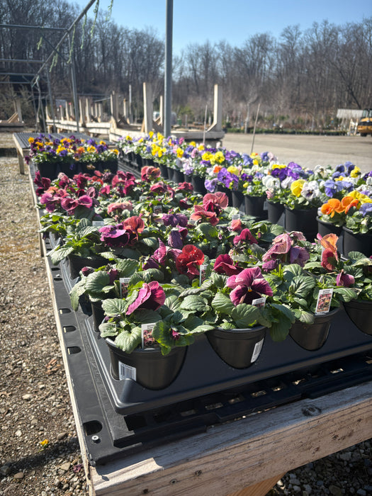 Pansies
