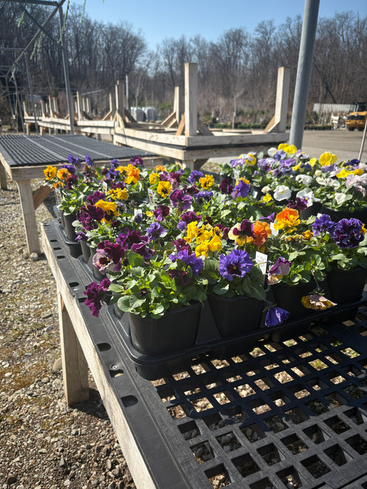 Pansies