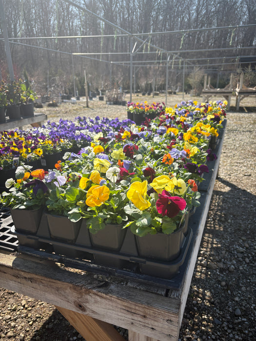 Pansies