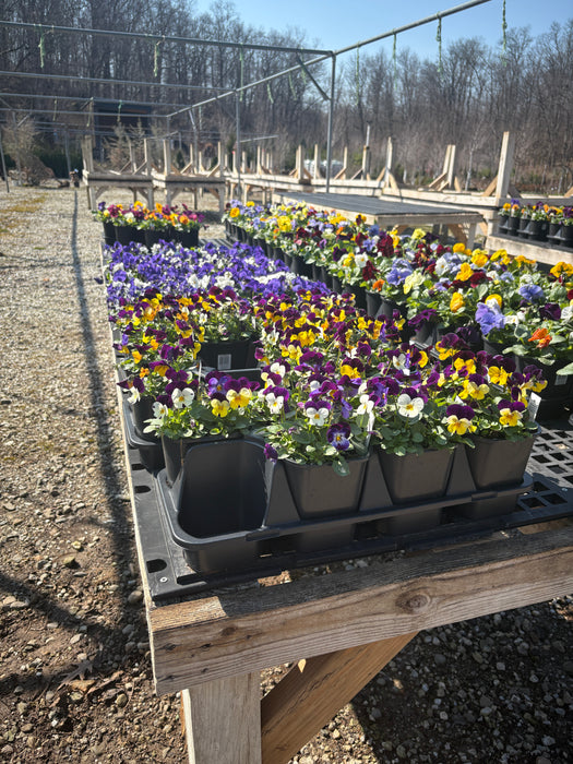 Pansies