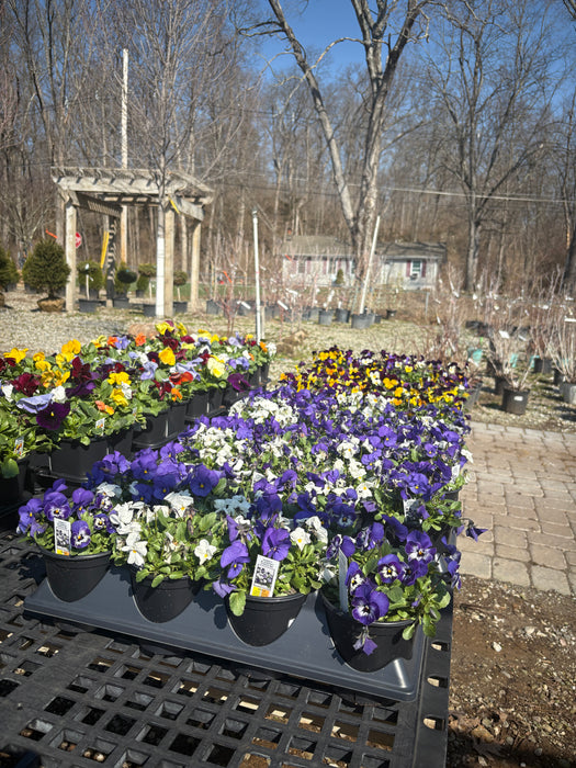 Pansies
