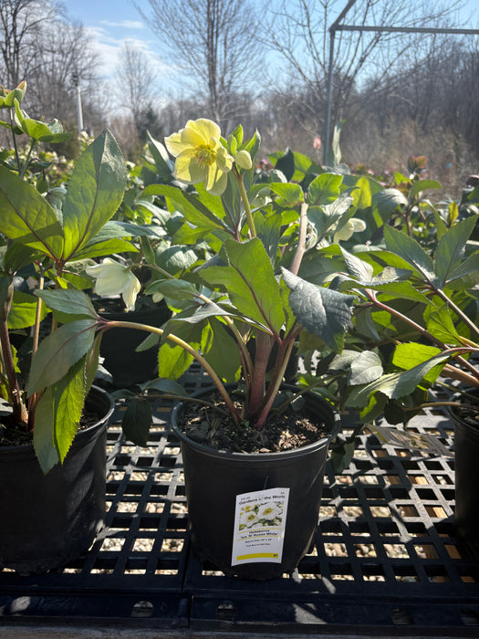 HGC® Ice N' Roses® White Lenten Rose