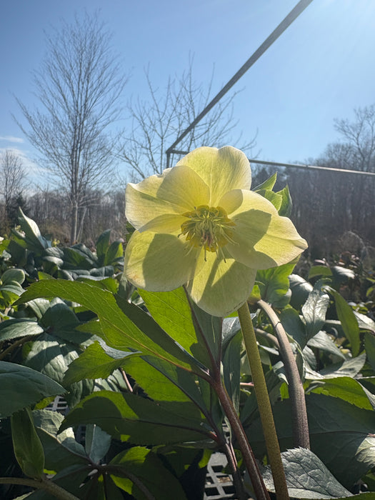 HGC® Ice N' Roses® White Lenten Rose