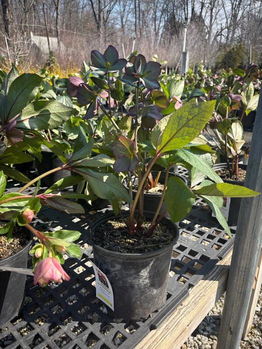 HGC® Ice N' Roses® Rosali Lenten Rose