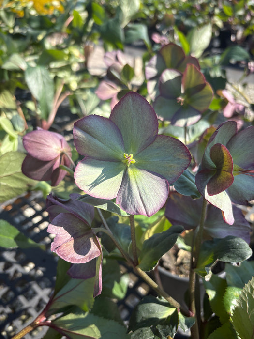 HGC® Ice N' Roses® Rosali Lenten Rose