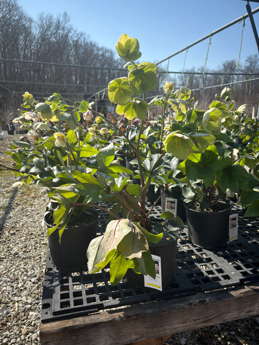 Ice N' Roses® Picotee Hellebore