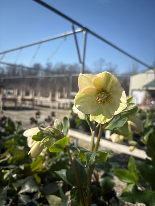 Ice N' Roses® Picotee Hellebore