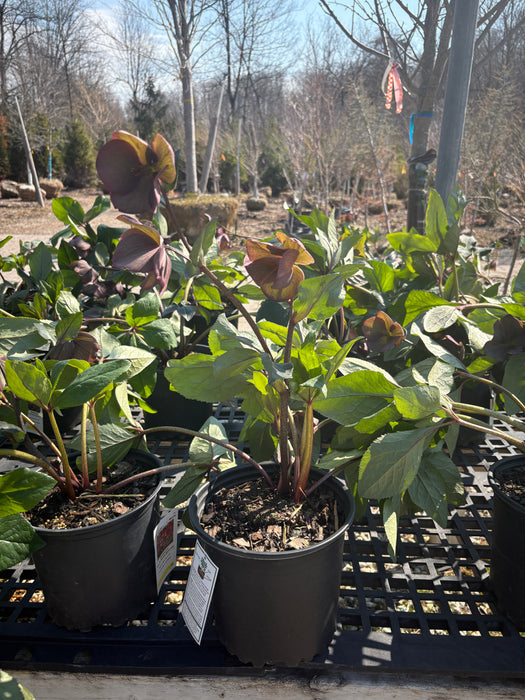 HGC® Ice N' Roses® Bennotta Lenten Rose