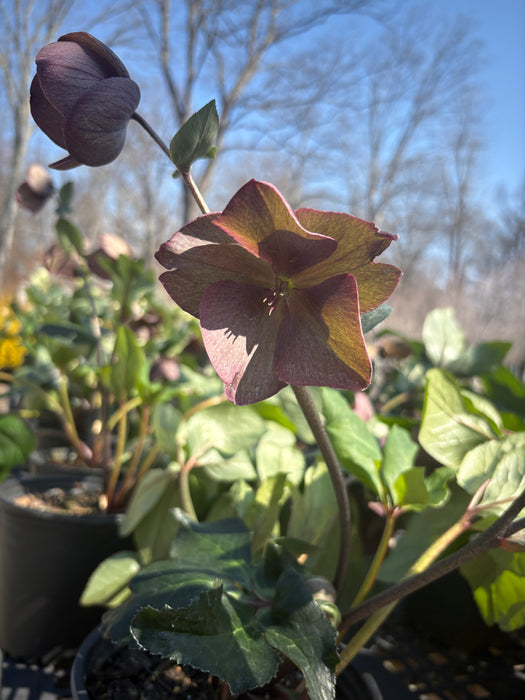 HGC® Ice N' Roses® Bennotta Lenten Rose