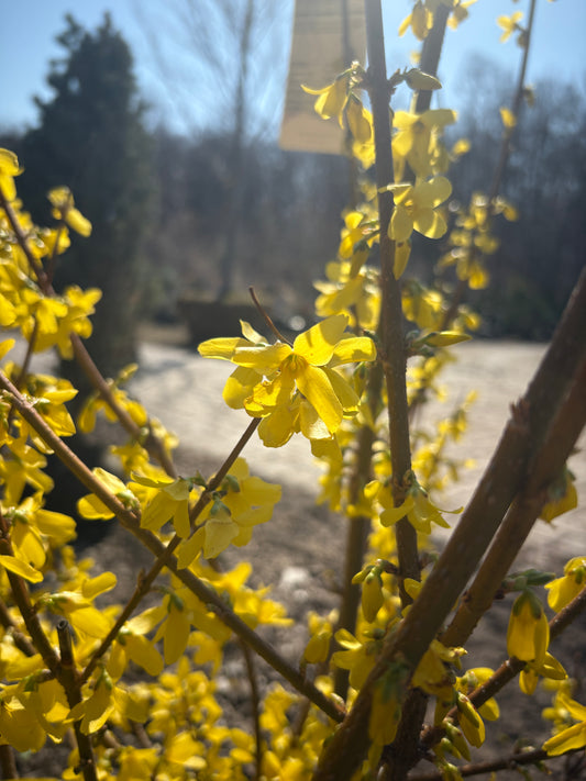 Lynwood Gold Forsythia