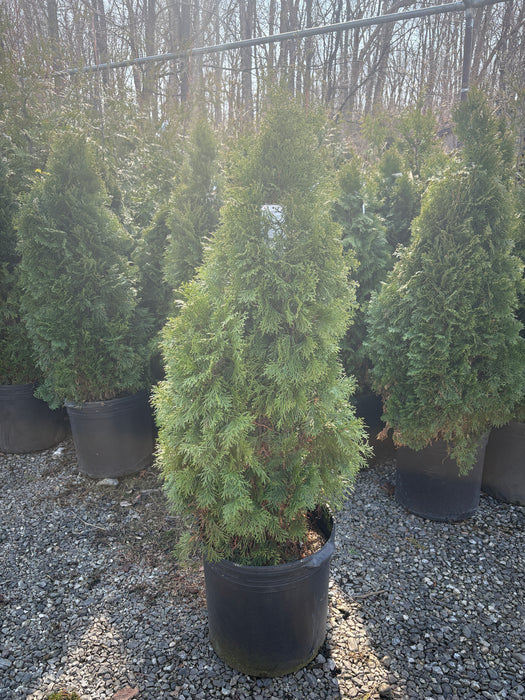 Emerald Green American Arborvitae