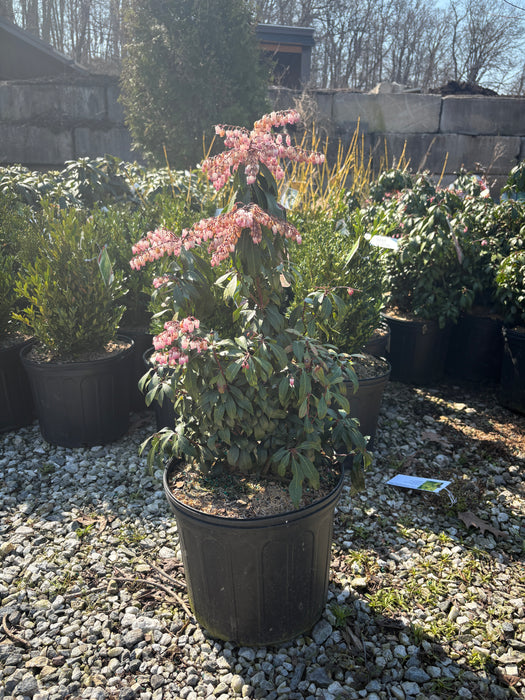Katsura Japanese Pieris