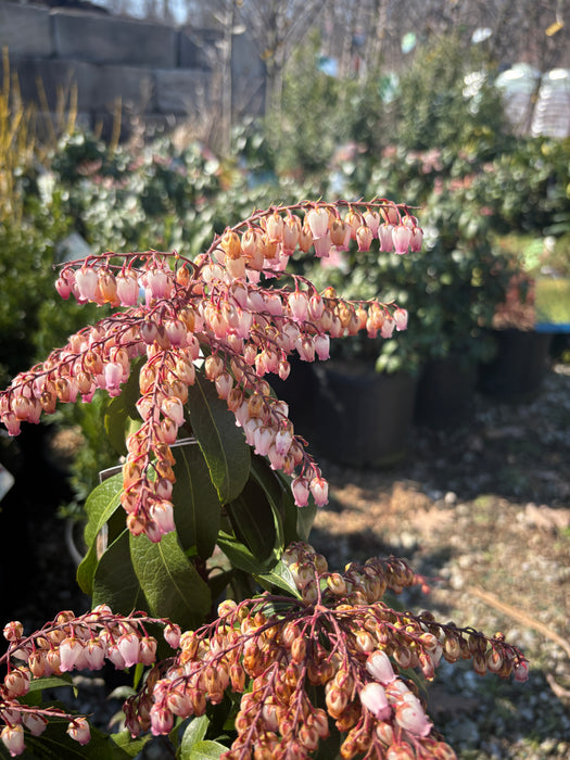 Katsura Japanese Pieris