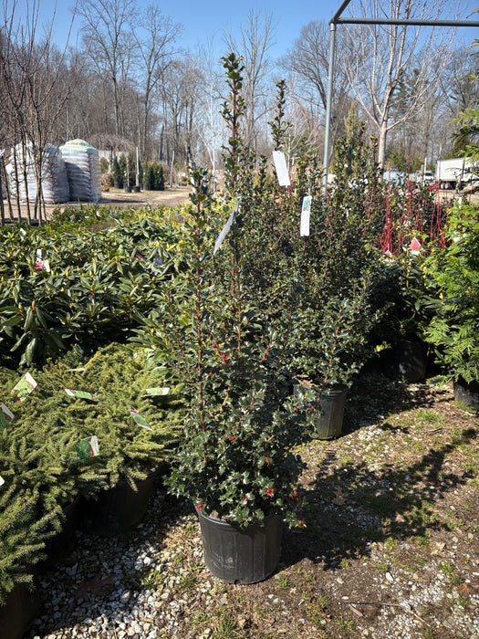 Red Beauty® Holly