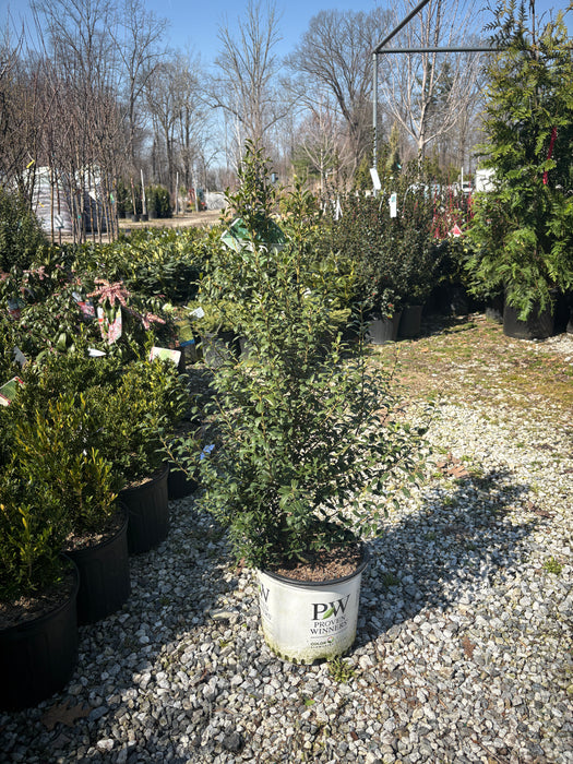 Squeeze Box® Inkberry Holly