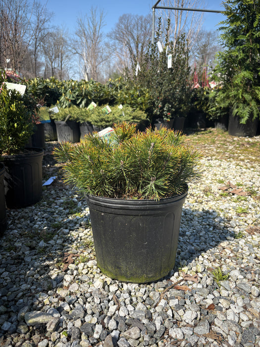 Mugo Pine