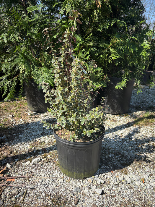 Emerald Gaiety Euonymus