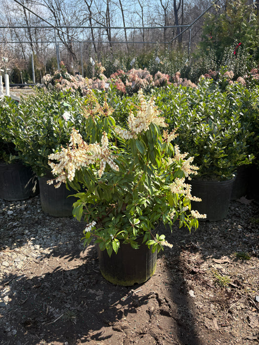 Scarlet O'Hara Pieris