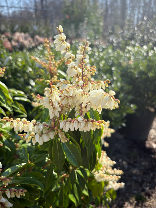 Scarlet O'Hara Pieris