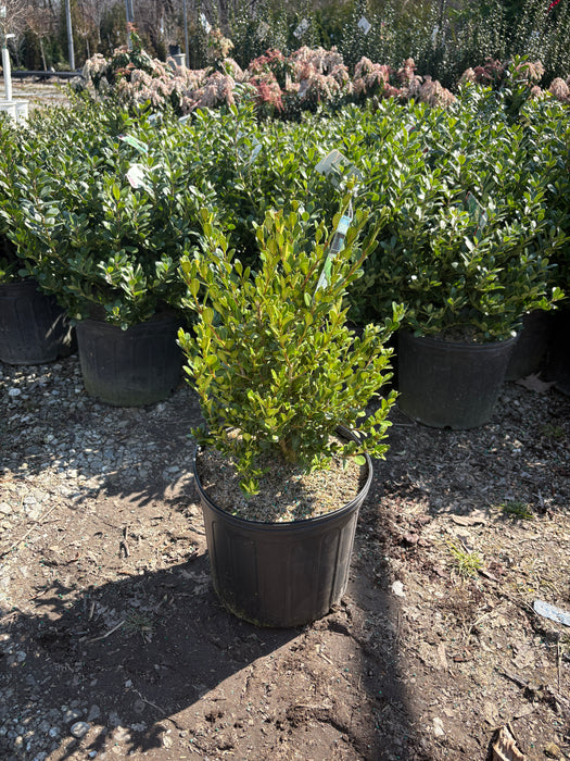 Green Beauty Boxwood