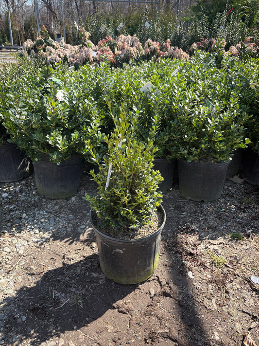 Green Mountain Boxwood