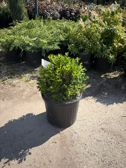 Green Velvet Boxwood