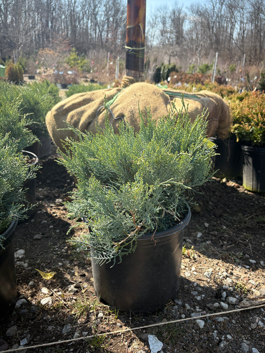 Grey Owl Juniper