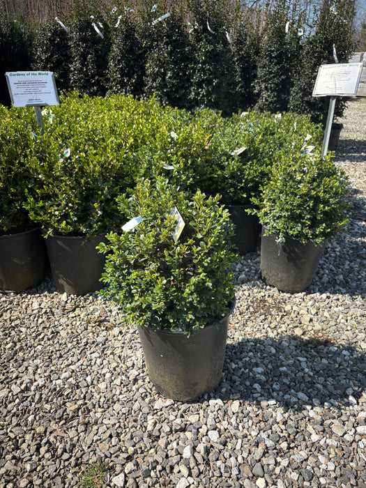 Green Beauty Boxwood