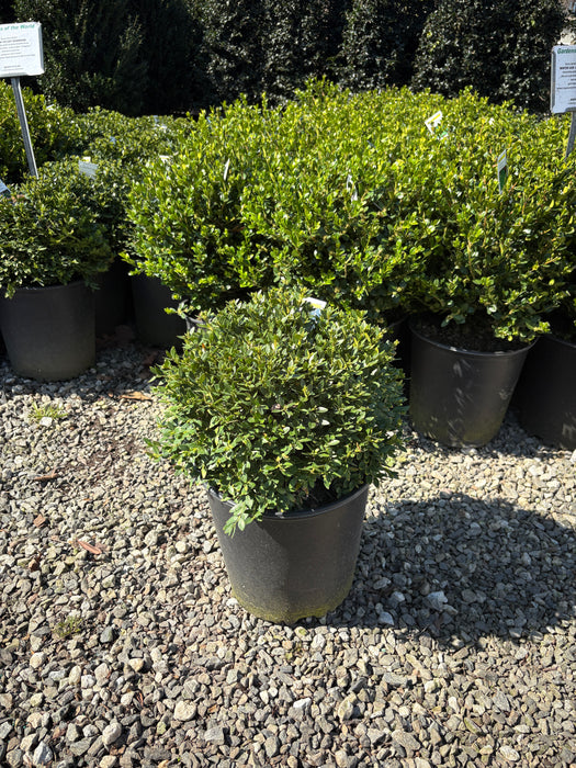 Green Velvet Boxwood