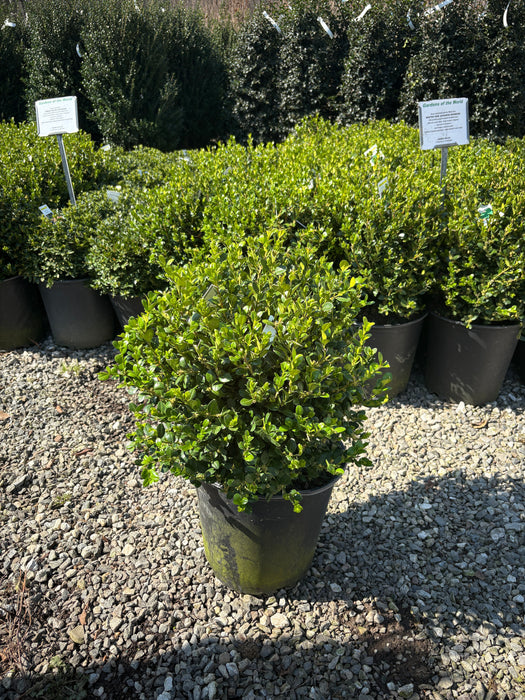 Wintergreen Boxwood