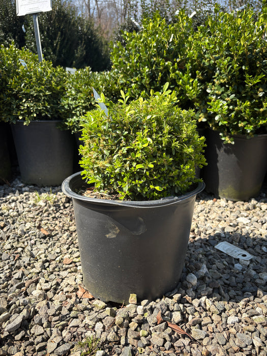 Franklins Gem Boxwood