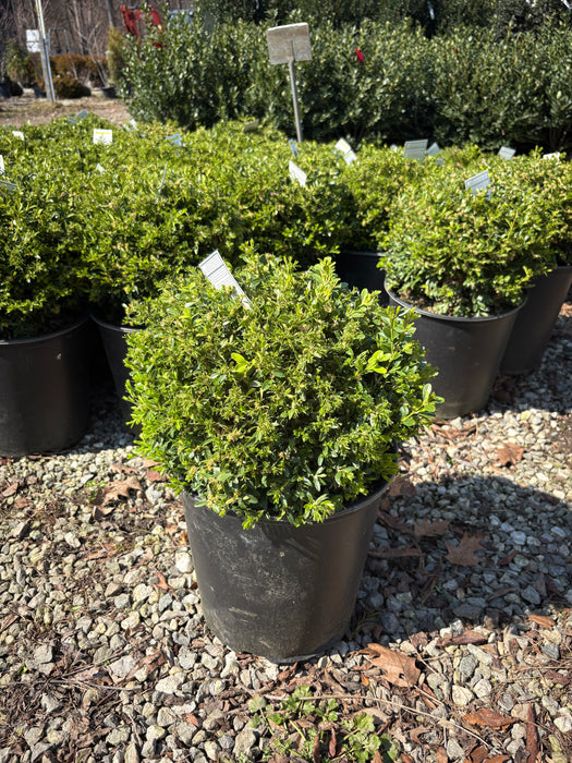 Franklins Gem Boxwood