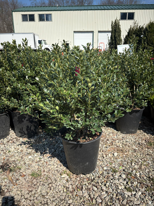 Densa Inkberry Holly