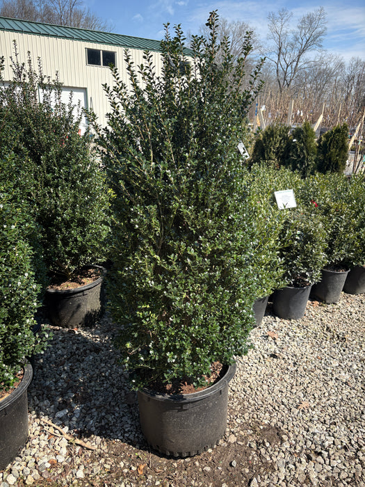 Steeds Japanese Holly