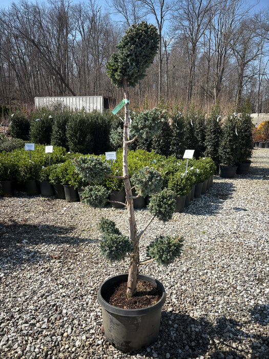 Meyer Pom Pom Juniper