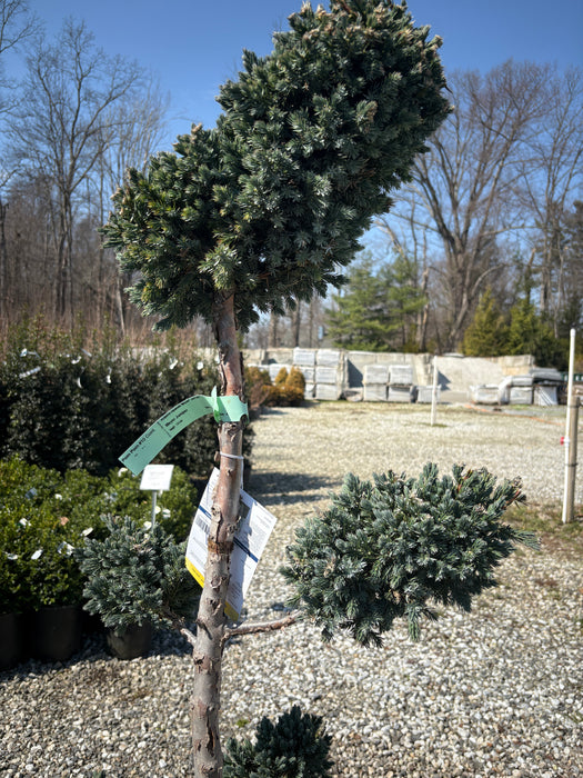 Meyer Pom Pom Juniper
